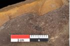 Foto (Detailansicht) von Pinus hepios Unger (NHMW-GEO-2024-0188-0216)